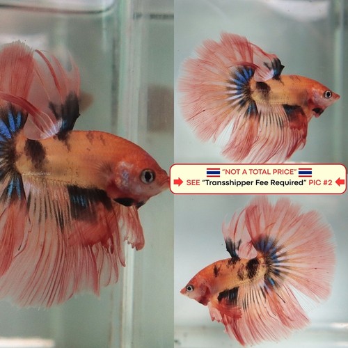 Live betta fish - (thailand), --