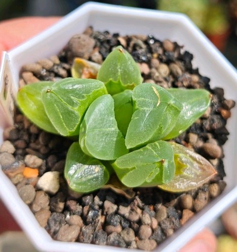 Haworthia ice city - haworthia,