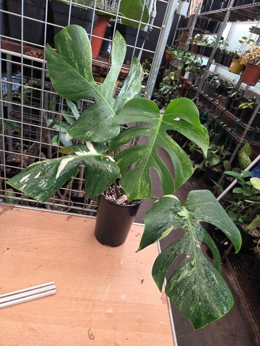 Monstera deliciosa mint 4 - monstera,