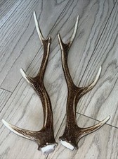 PAIR OF SIKA DEER ANTLERS