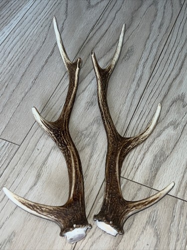 Pair sika deer - pair,