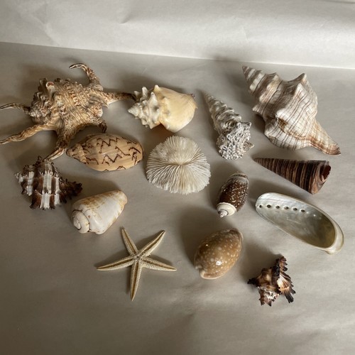 Vintage sea shell - vintage,