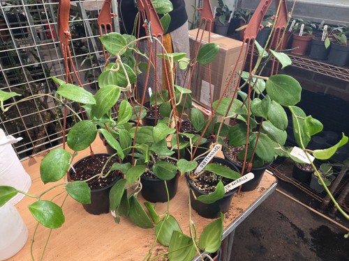 Hoya mirille arge - mirille, a