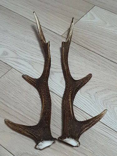 Pair sika deer antlers - of,