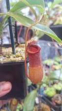 Nepenthes Barcelonae , rare