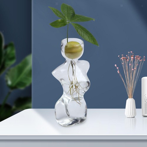 Avocado seed starter - avocado, vase