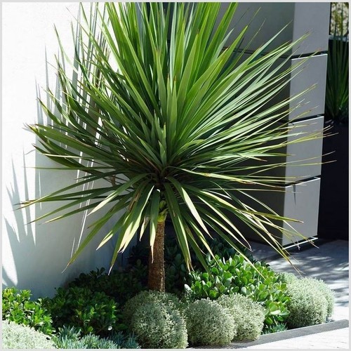 Litre cordyline - |,