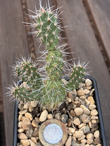 Opuntia corrugata cacti - corrugata,