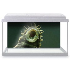 Fish Tank Background