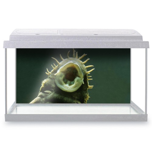 Fish tank background - fish,
