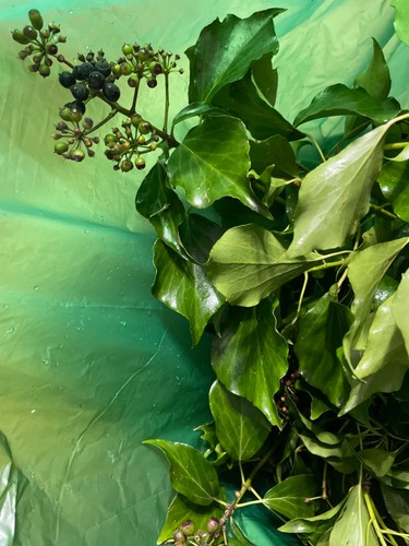 Stick insect food - stick, ivy