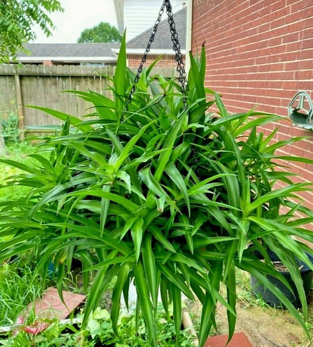 Air clear house plant - of,