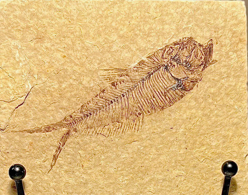 Natural diplomystus fossil - diplomystus,