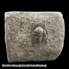 Cyphaspis elachopos Trilobite
