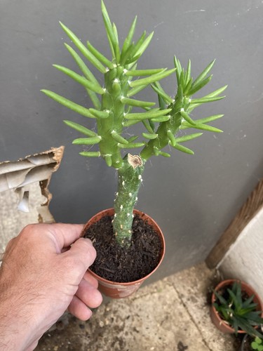 Eves needle cactus - needle,
