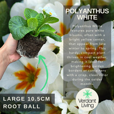 Large Plants - Polyanthus