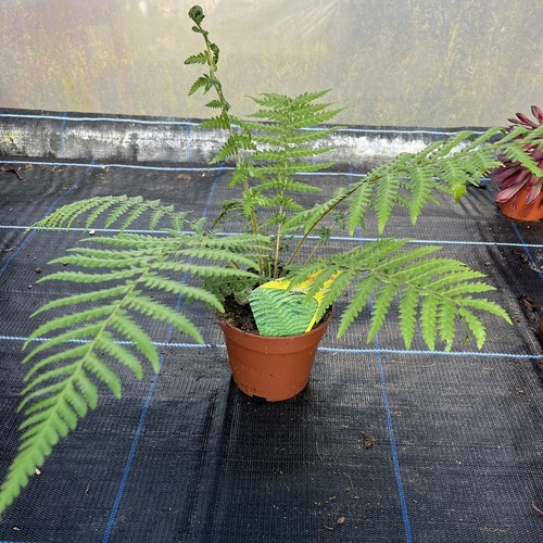Dicksonia antartica tree - -,