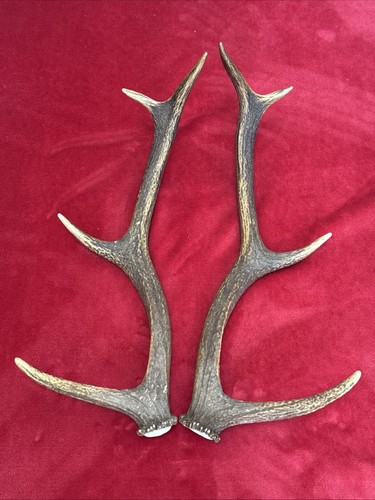 Pair red deer antlers 660g - red,