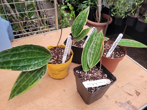 Hoya macrophylla small - hoya,