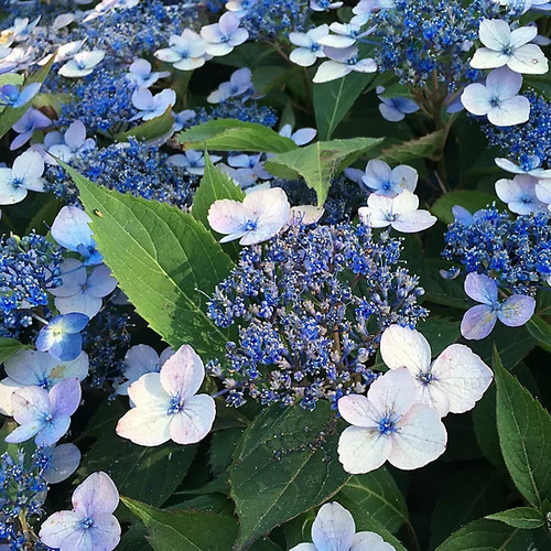 Hydrangea serrata magic pillow - hydrangea,