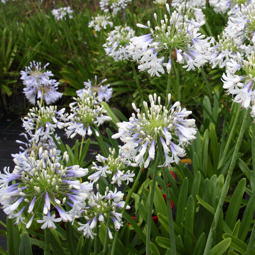 Agapanthus queen mum african - agapanthus,