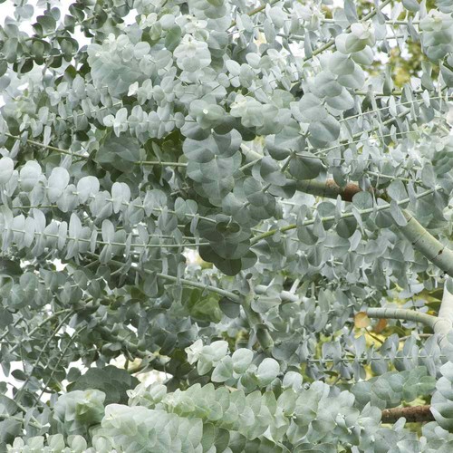 Eucalyptus silver dollar gum - eucalyptus,