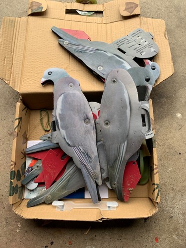 Pigeon decoy equipment used - decoy,