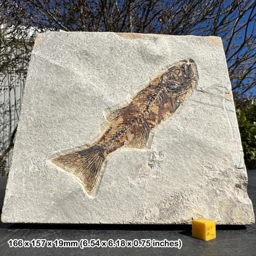 Fossilized mioplosus fish - , in