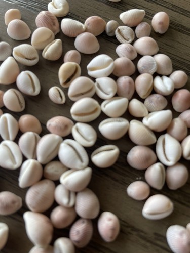 100 pink cowrie shells - x,