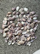 Rare Tribal Clam Seashells