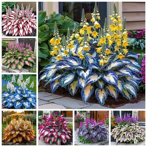 100x mixed colored - mixed, hosta