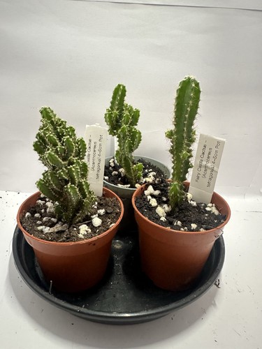 Rare fairy castle cactus - rare,