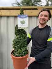Buxus Topiary Plant Spiral Box