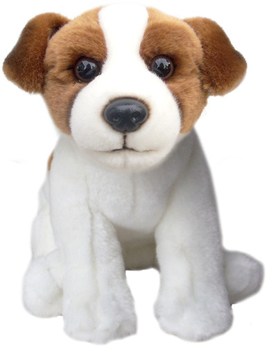 Jack russell terrier teddy - jack,