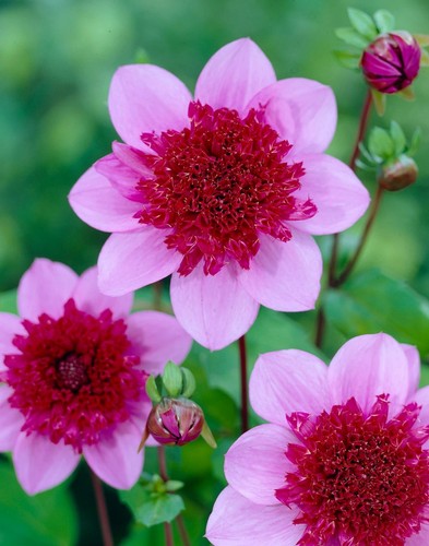 Dahlia blue bayou plant pot - plant, 2l
