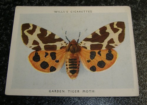 Wills butterflies - (large),