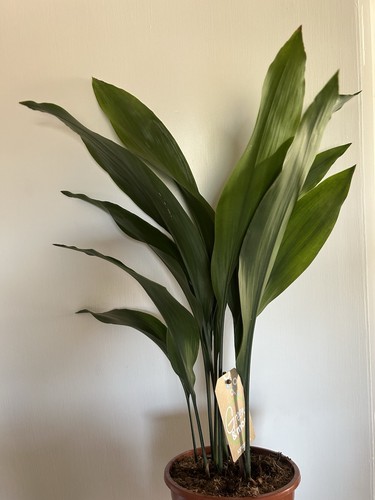 Quality aspidistra plant 70cm - plant,