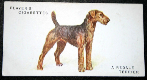 Airedale terrier vintage - airedale, 1931