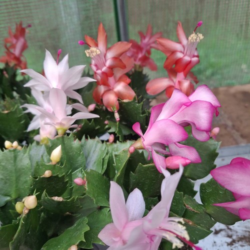 Christmas cactus rooted - christmas,