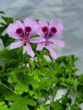 Frensham – Lemon Scented