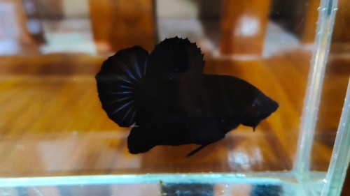 Giant black halfmoon plakat - halfmoon,