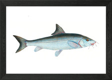 Barbel Cyprinus Barbus Framed
