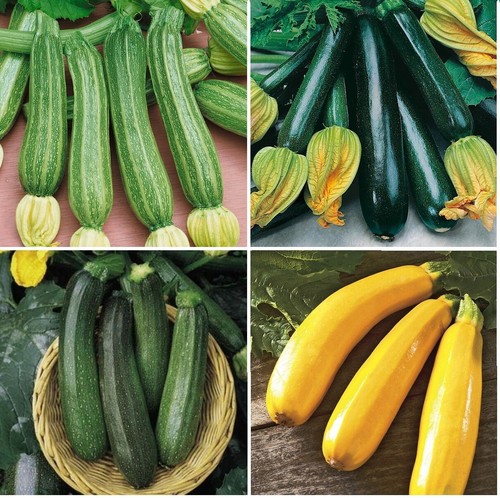 Mix courgette plug - mix, plants