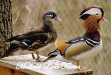 Mandarin Duck Ultimate Package  (Not hatching eggs) From Mallard Lane Farms