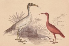 1851 IBIS Bird Print - Antique