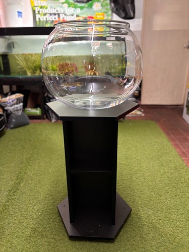 Giant acrylic fish - fish, –