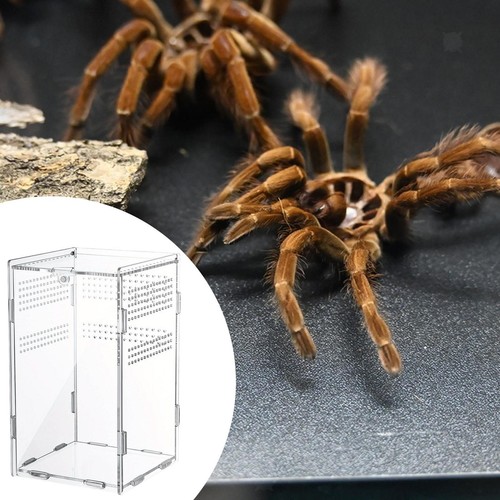 Jumping spider enclosure - jumping,