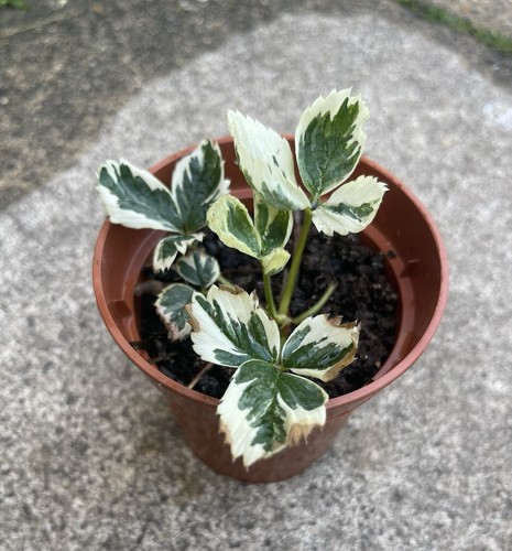 Variegated strawberry plant - variegated,