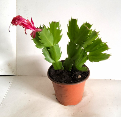 Christmas cactus - christmas,