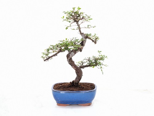 Chinese elm bonsai and - elm,